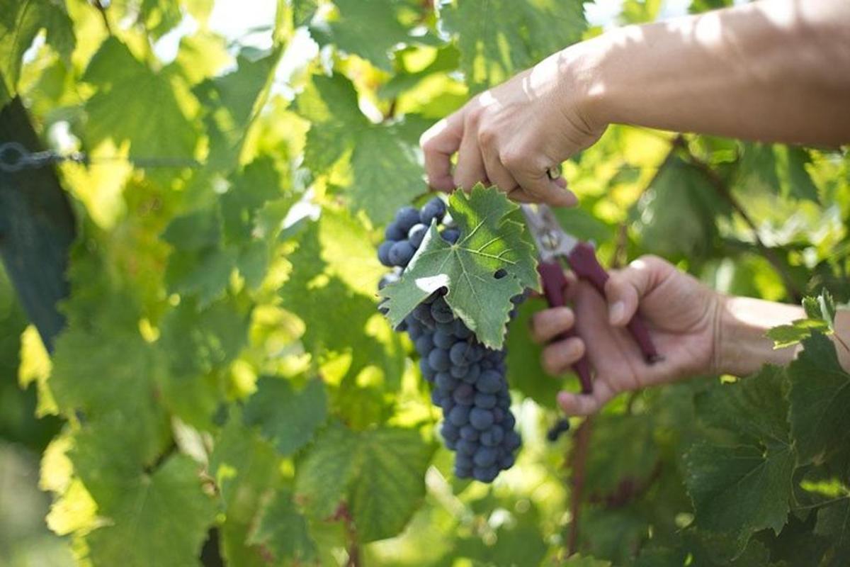 uma pessoa segurando um cacho de uvas