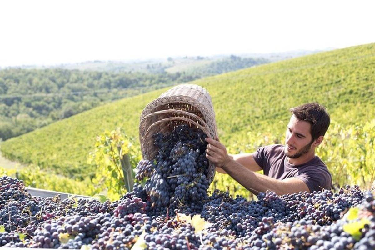 um homem deitado em uma pilha de uvas