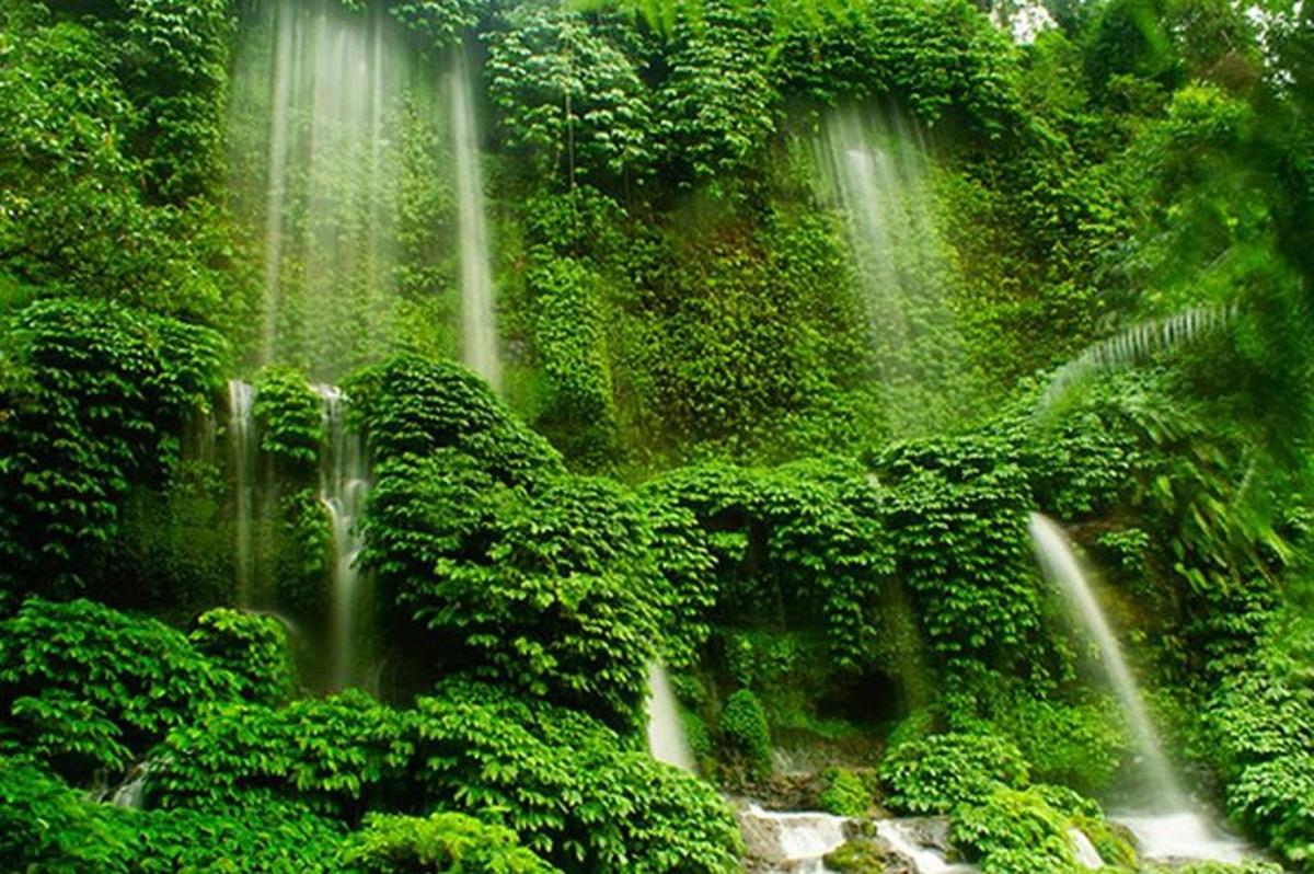 Un grupo de cascadas en un bosque con plantas verdes.