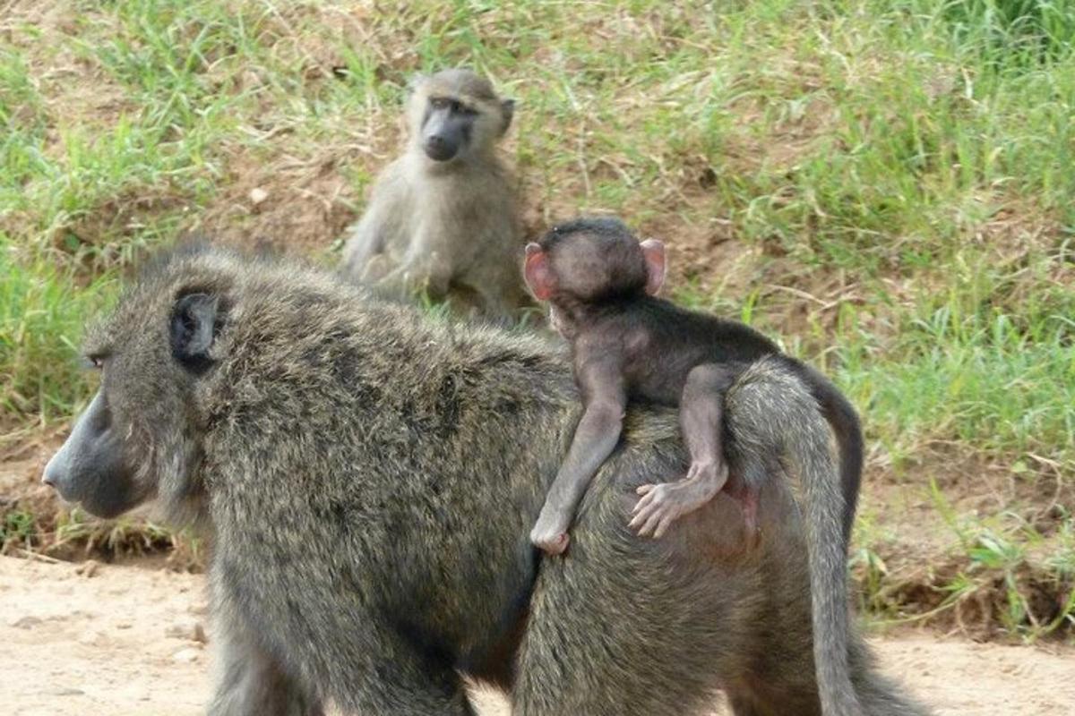 una scimmietta sul dorso di un babbuino