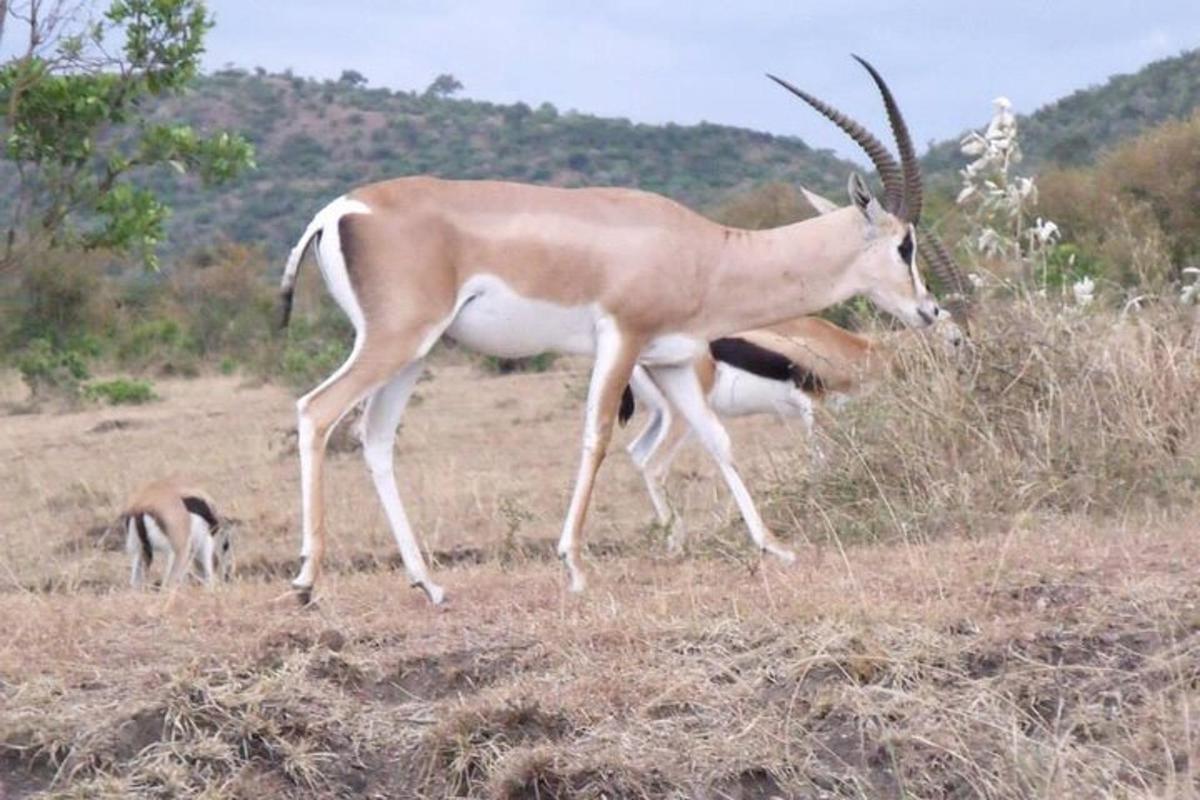 a gazelle standing in a field with other animals