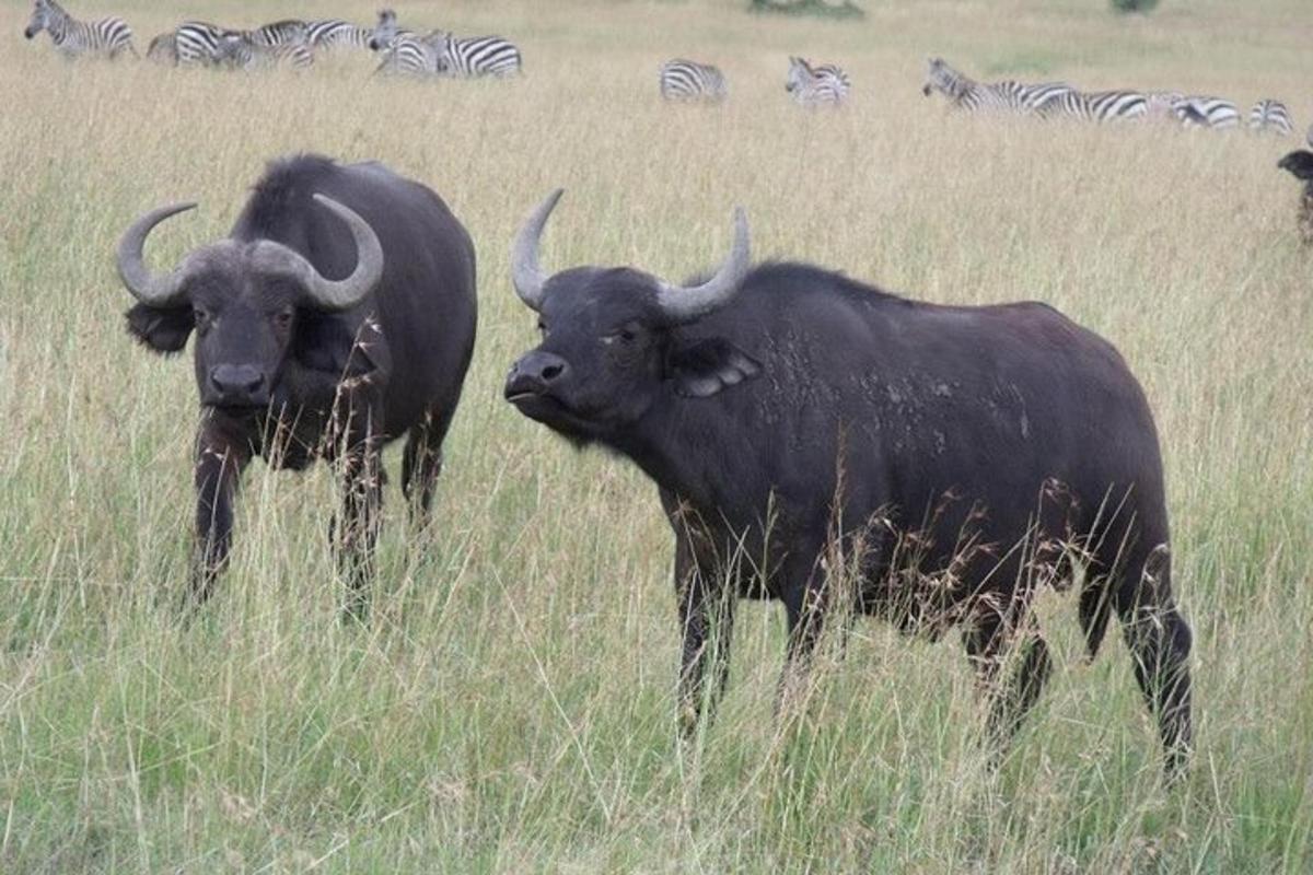 due animali in piedi in un campo con le zebre