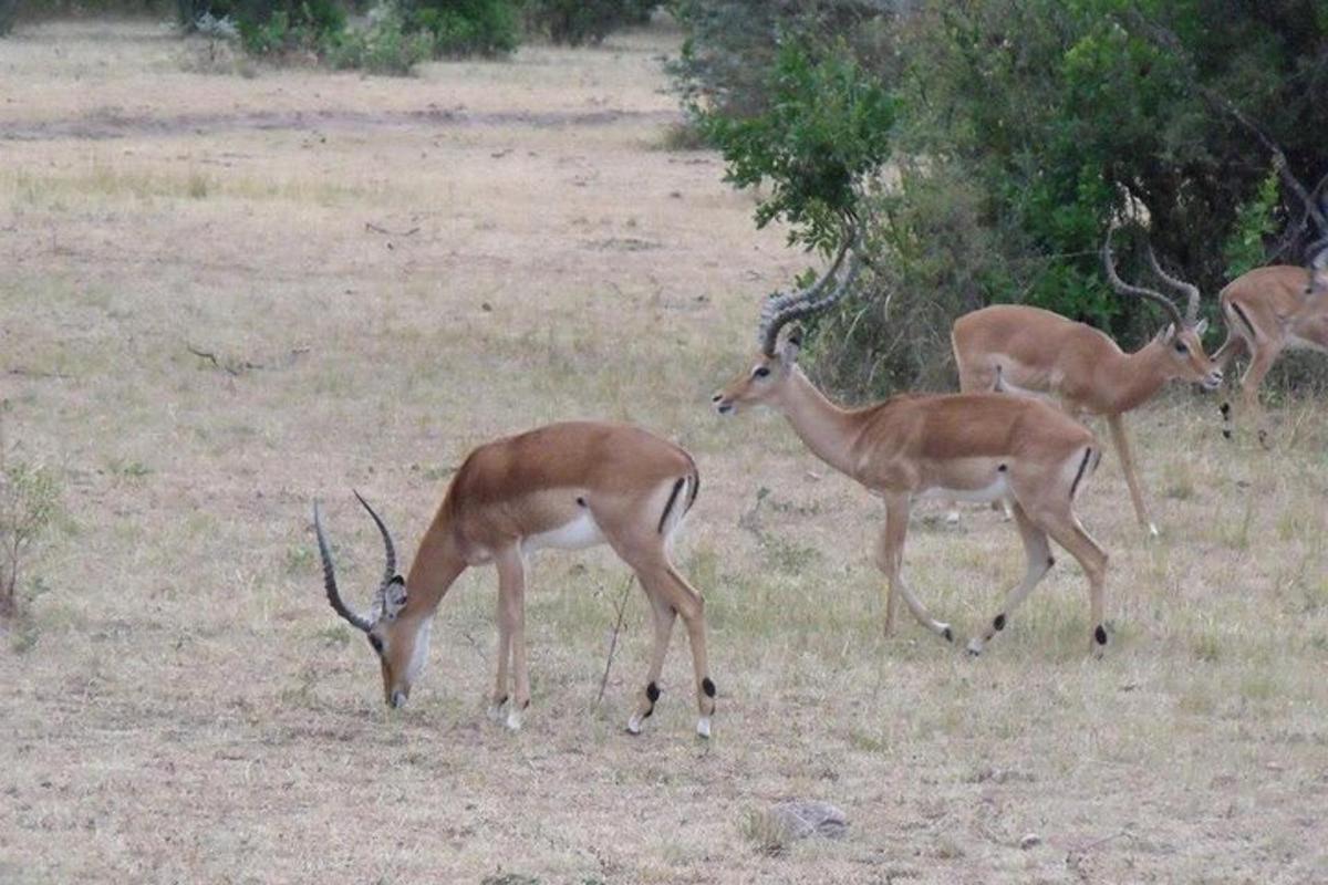 un gruppo di cervi al pascolo in un campo