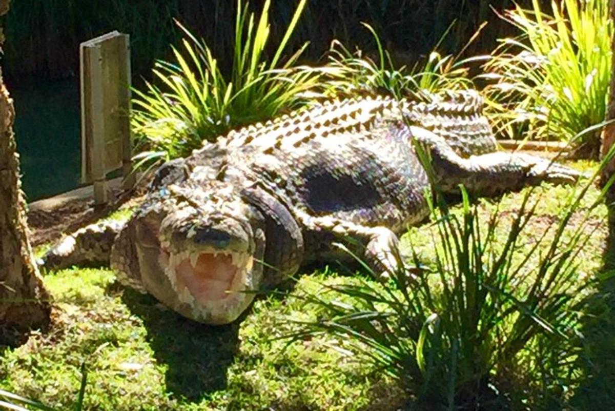seekor buaya berbaring di atas rumput di taman