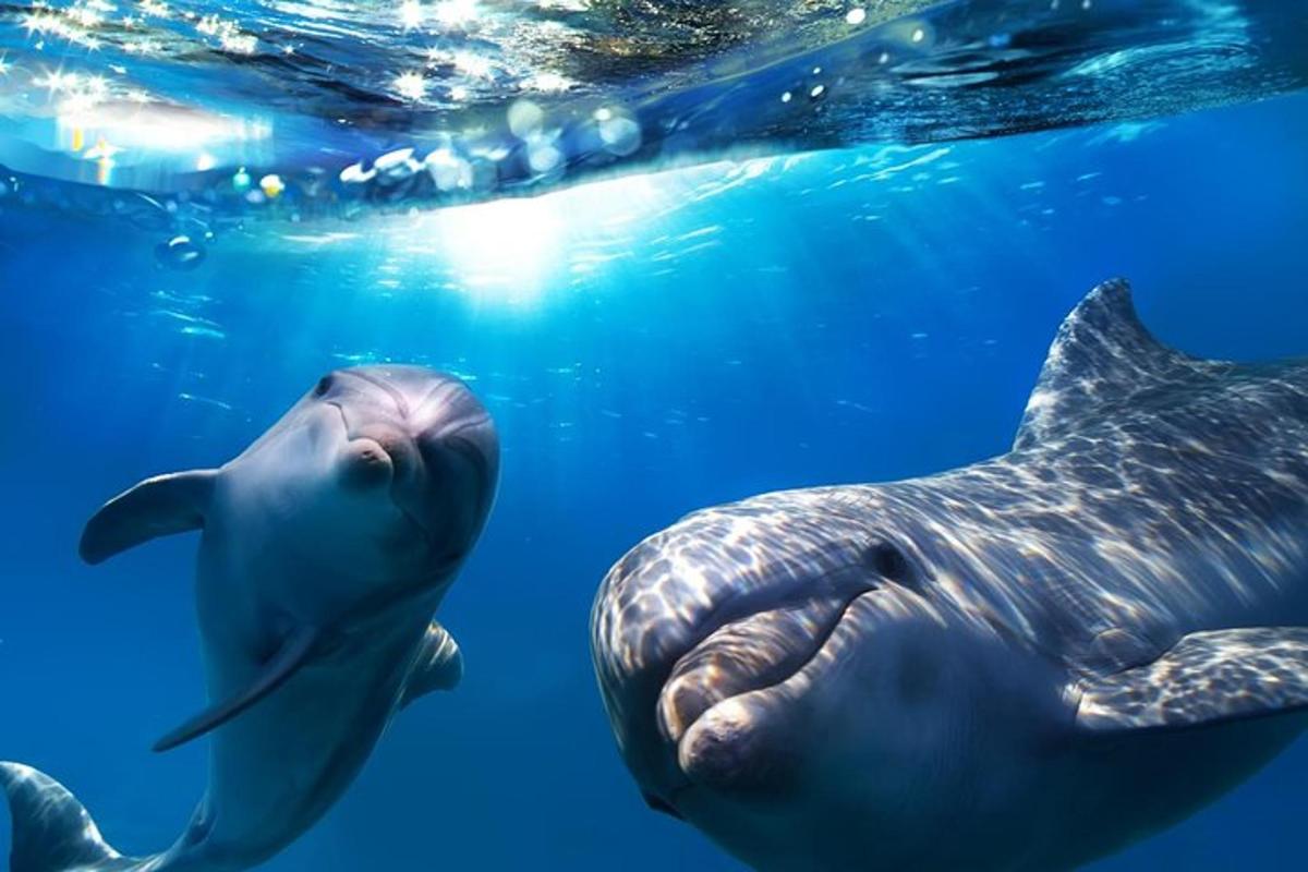 o broască țestoasă și un delfin înotând în apă