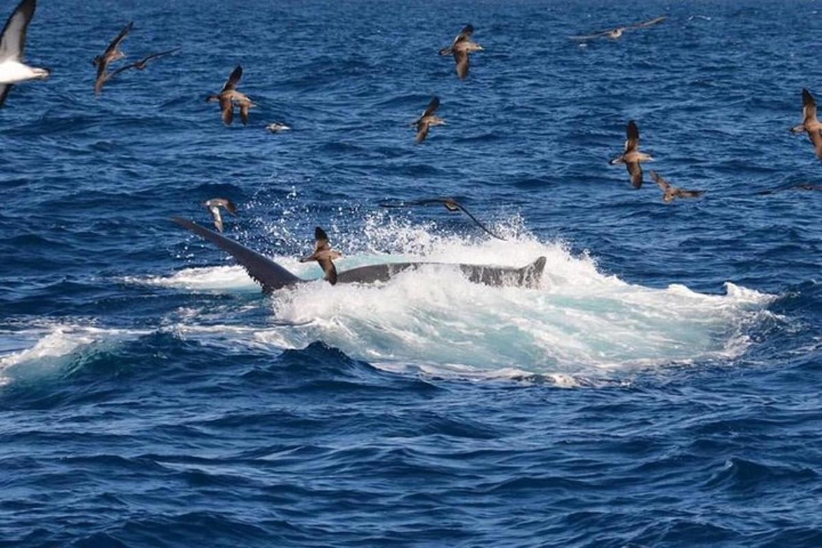 o persoană călare pe o balenă în ocean cu un stol de păsări