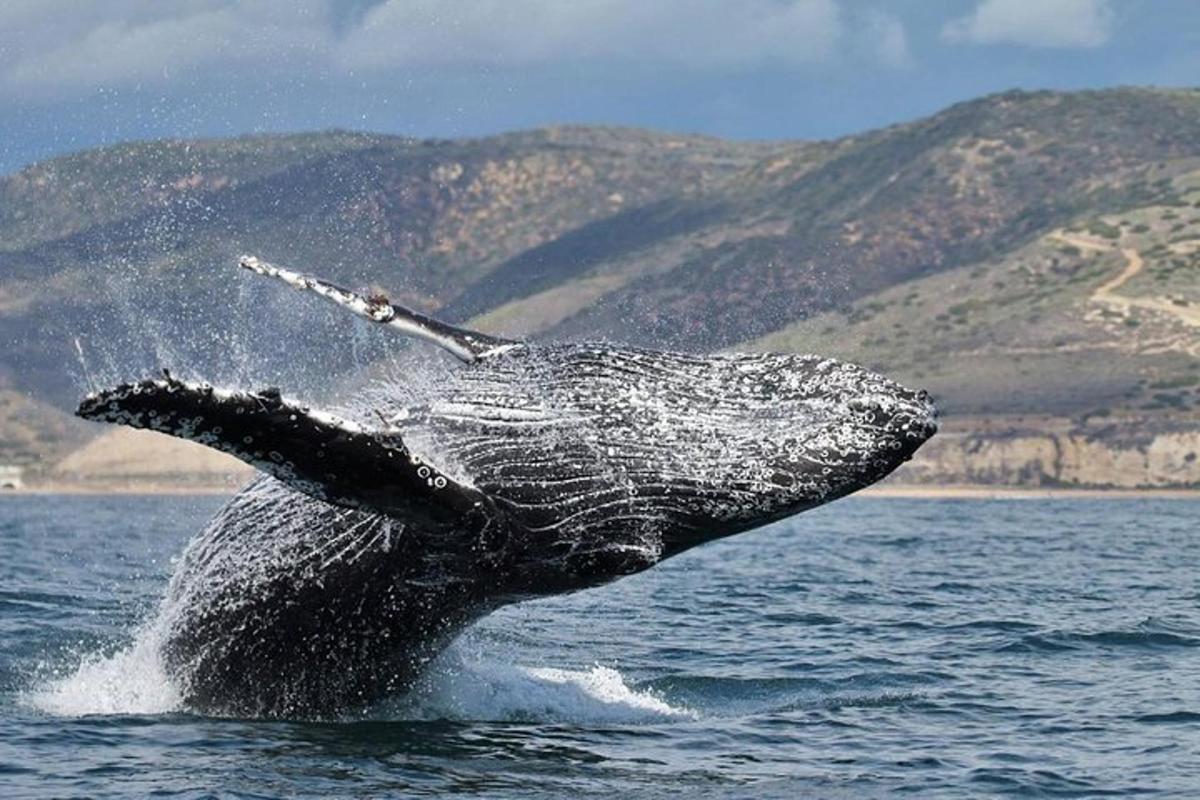 Fotografia da atração 6