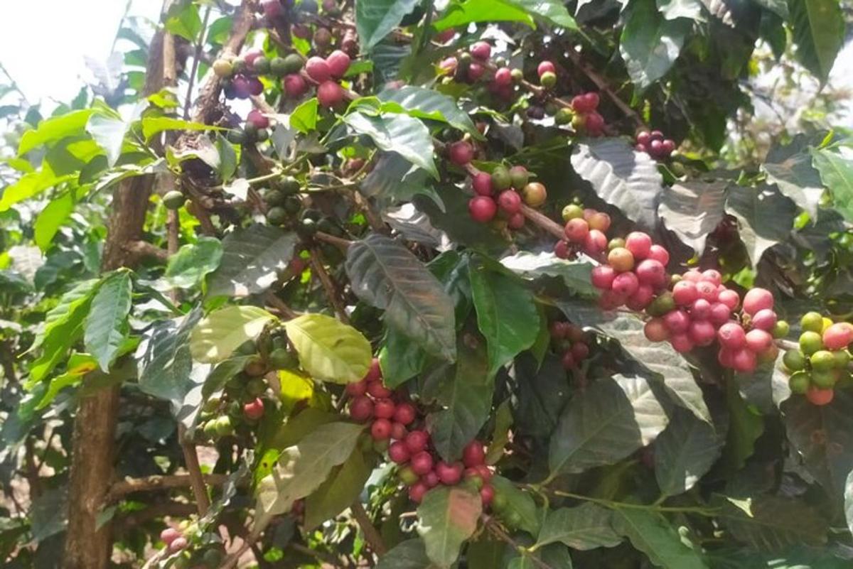 sekumpulan buah merah dan hijau di atas pokok