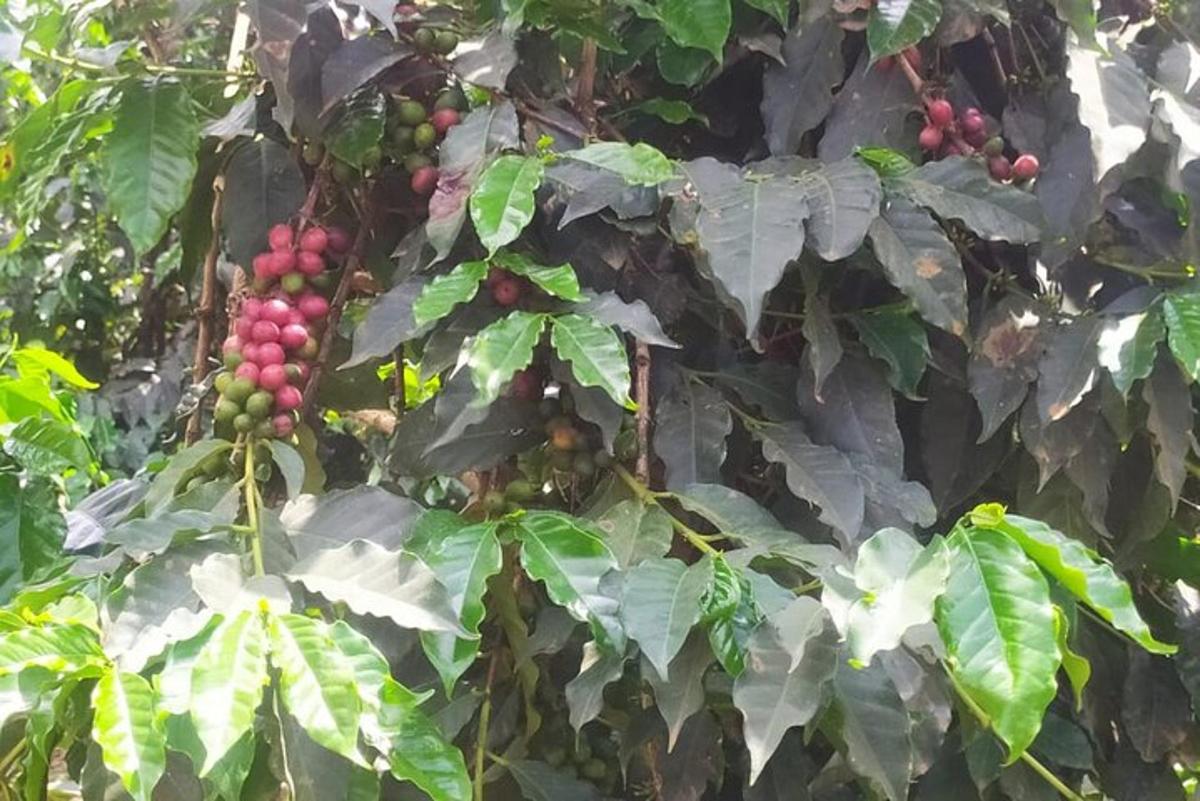 sekumpulan buah di atas pokok dengan daun