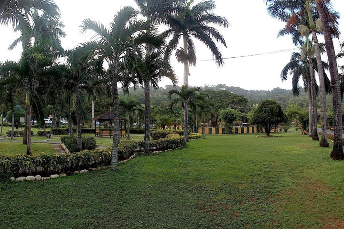park s palmami in zelenim poljem