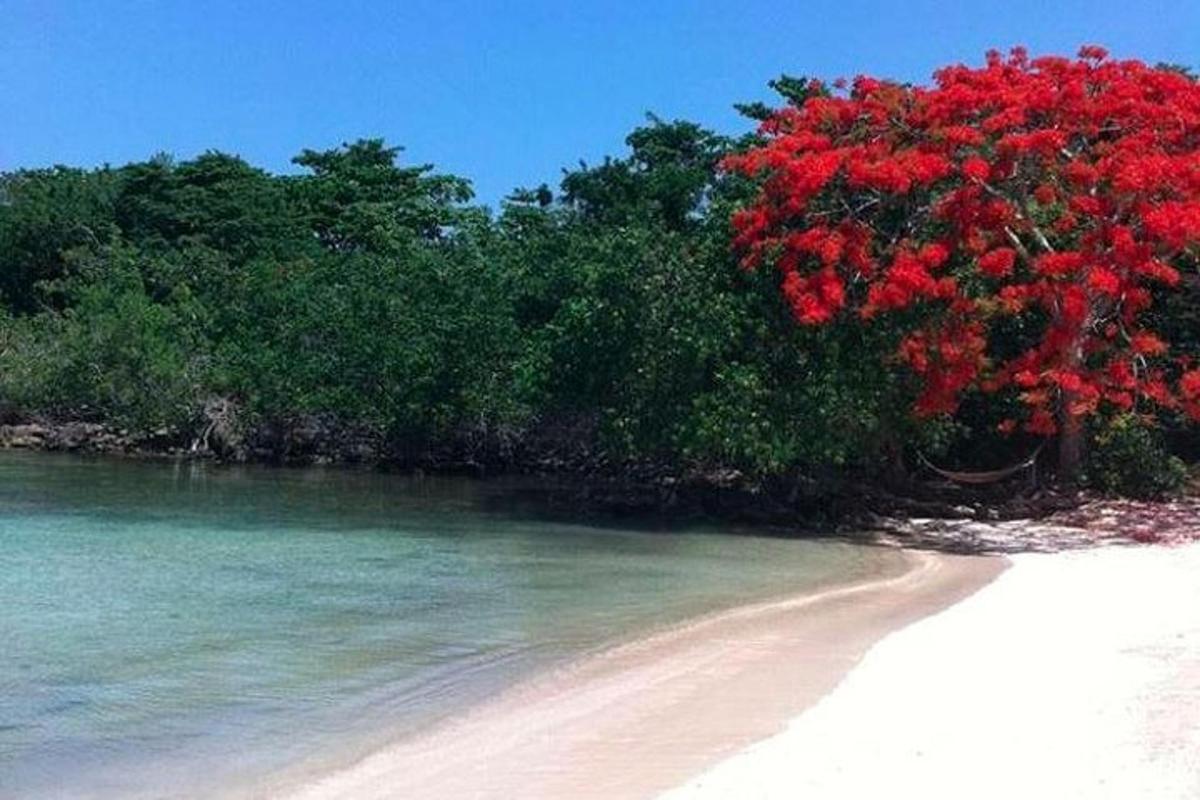 Un árbol con flores rojas en la orilla de una playa.