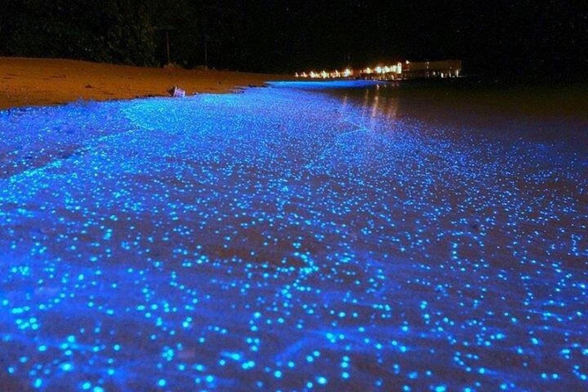 ein Strand mit blauen Lichtern im Wasser bei Nacht