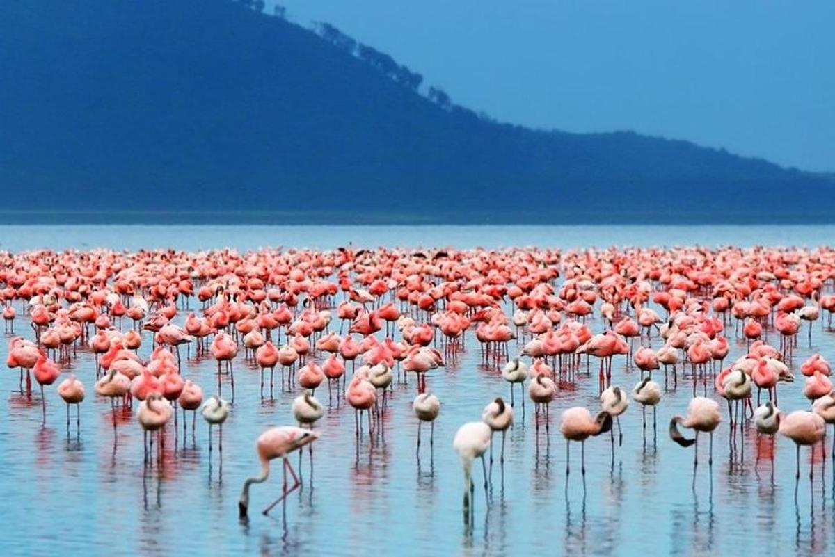 Stór hópur af bleikum flamingóum stendur í vatninu