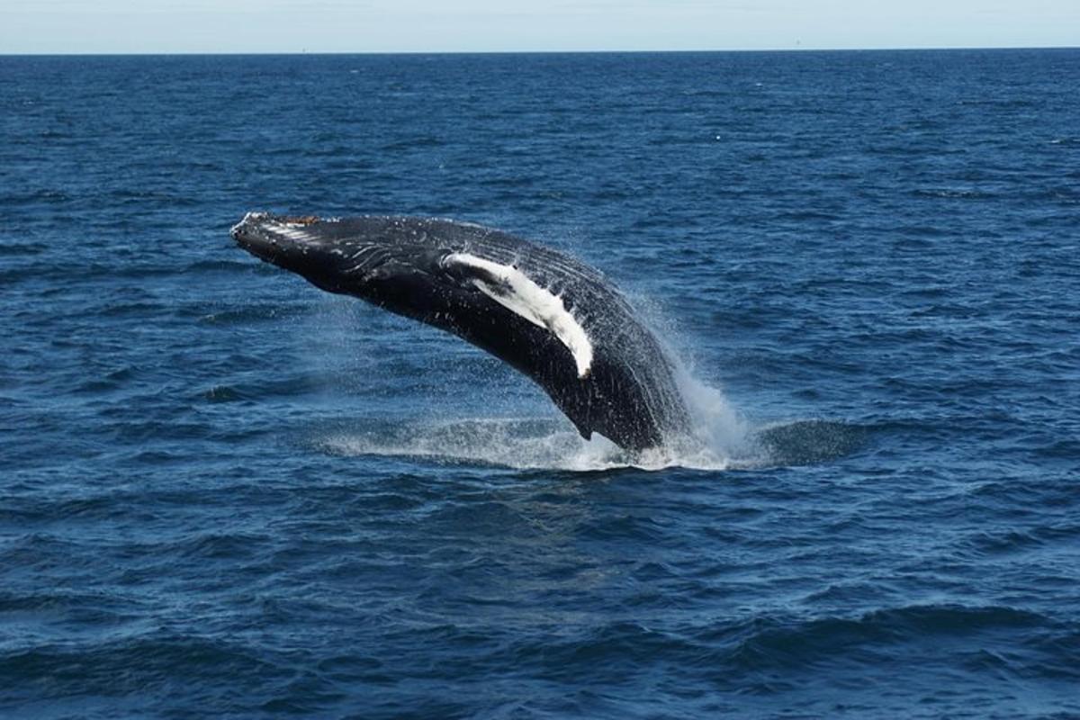 una ballena moviendo su cola en el agua
