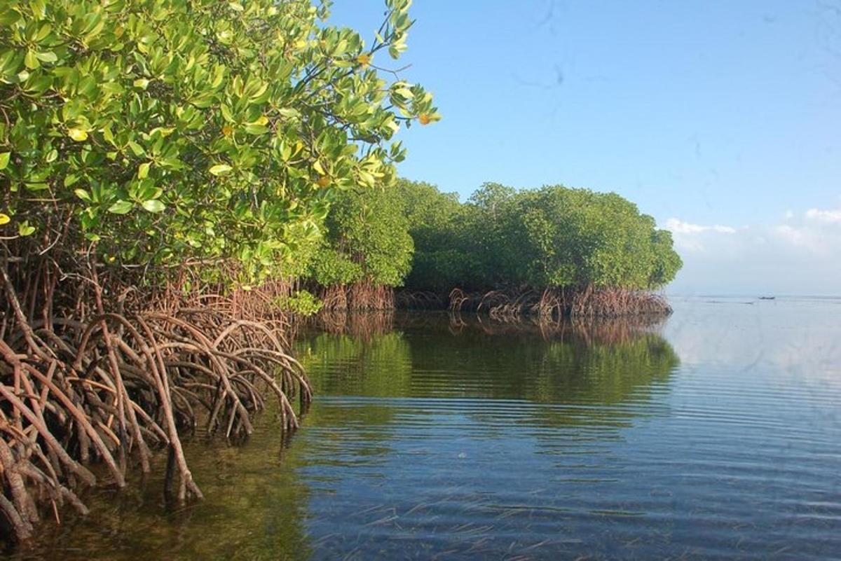 badan air dengan pokok di pantai