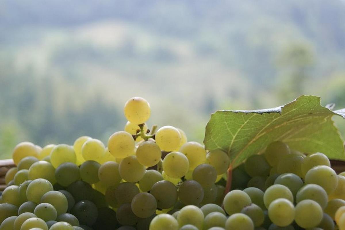 un grappolo d'uva con una foglia in cima