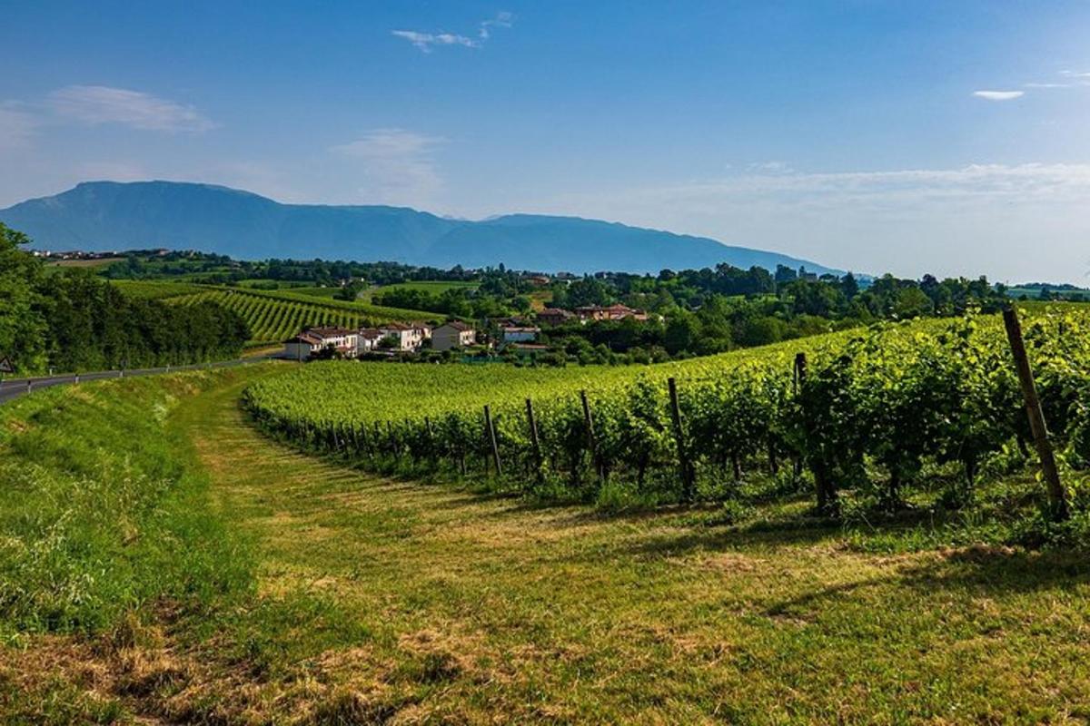 un vigneto con una strada e un campo d'uva