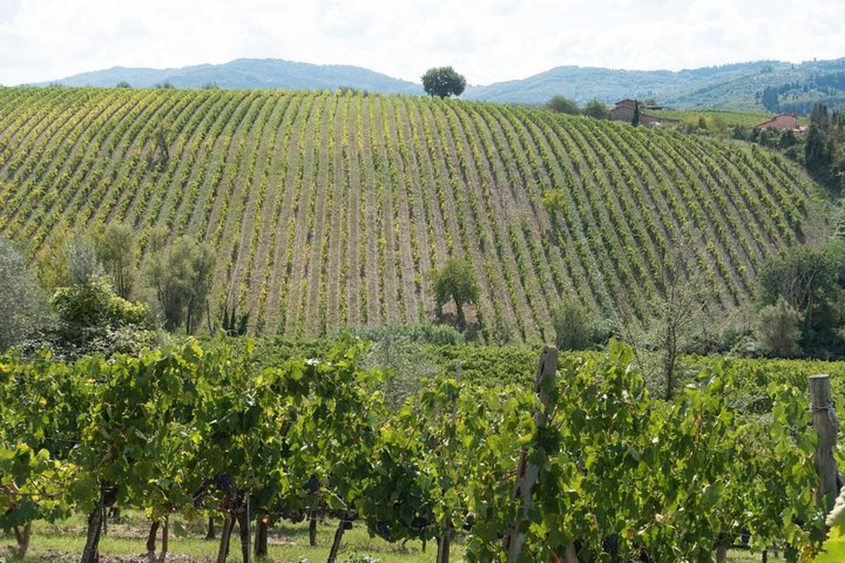 un vigneto con un grappolo d'uva su una collina