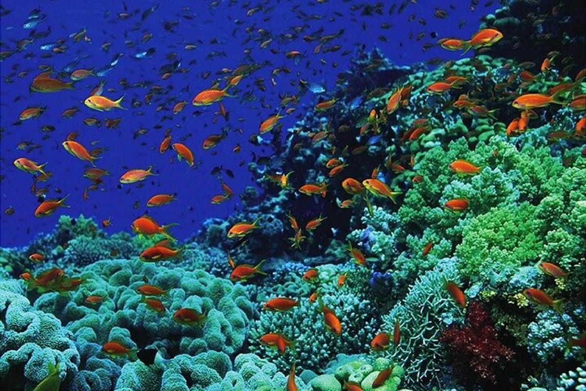 um cardume de peixes em um recife de coral
