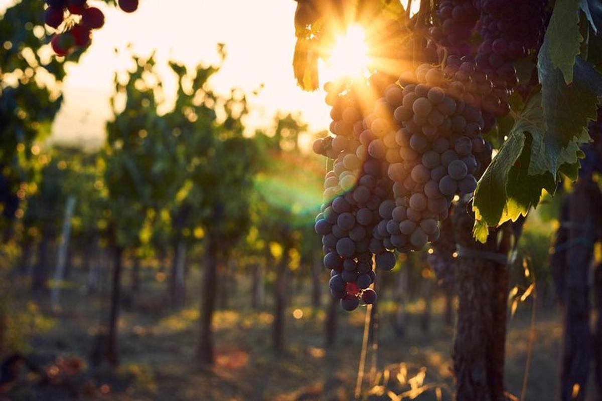 grozd, ki visi z drevesa v vinogradu