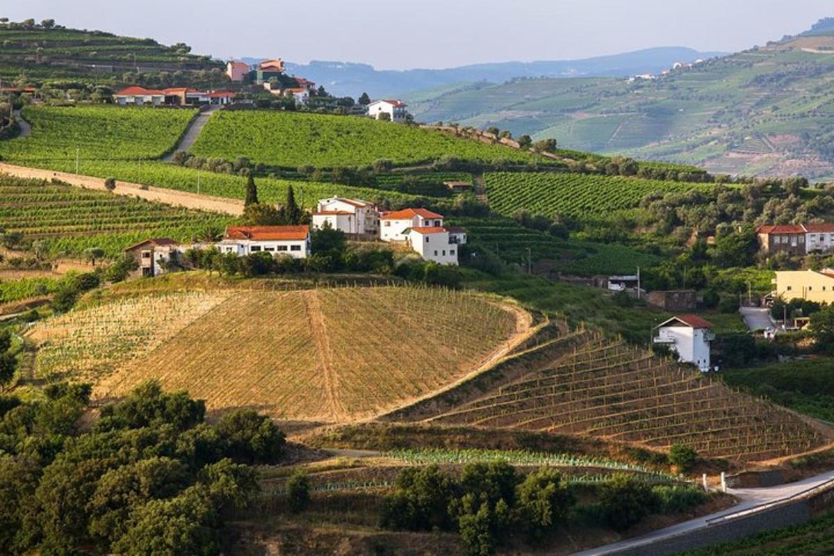 vesnice na kopci s vinicemi