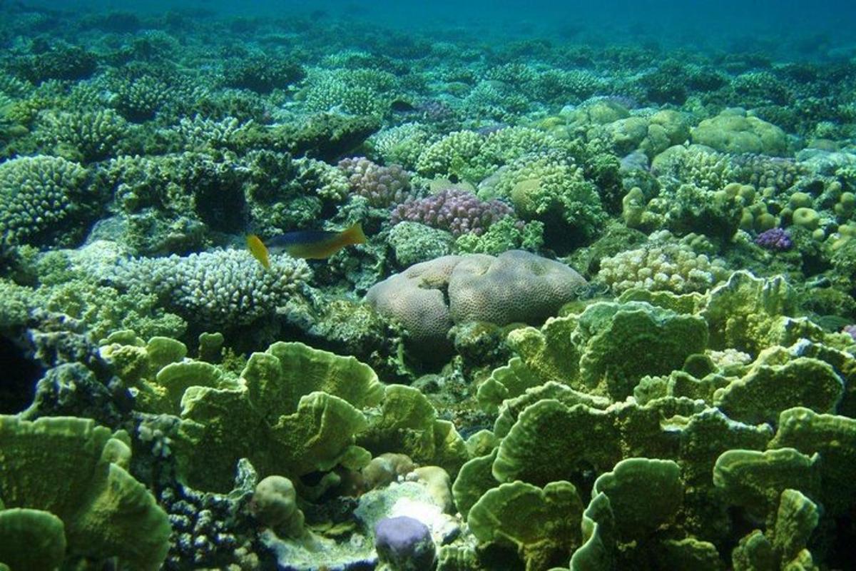 terumbu karang dengan ikan di lautan