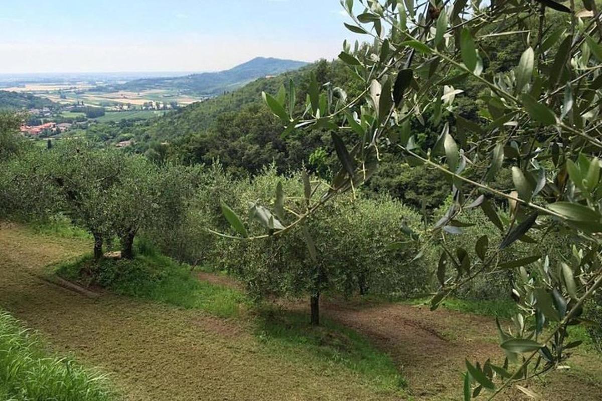 un grupo de árboles en la cima de una colina