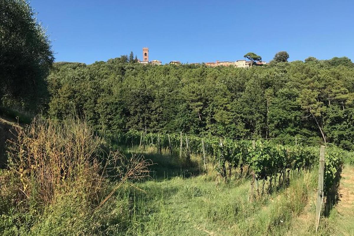 una vinya amb una casa al cim d'un turó