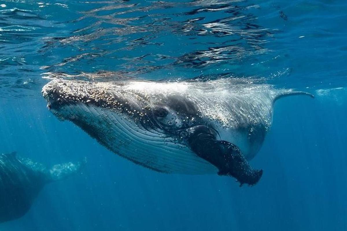 青い海を泳ぐクジラ