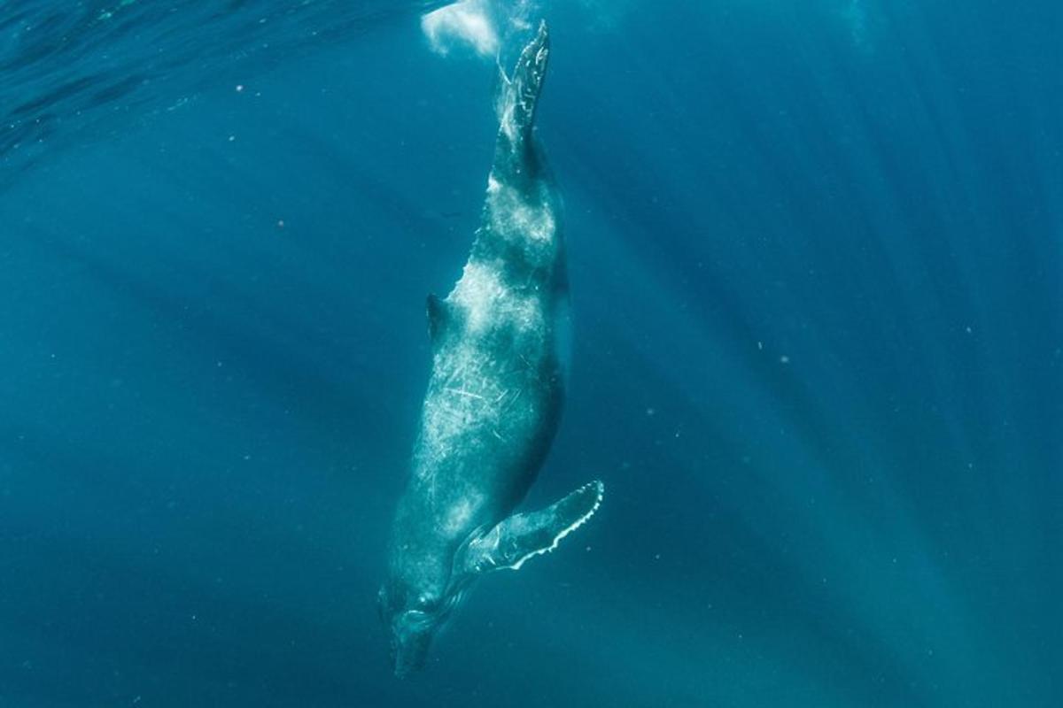 水中を泳ぐザトウクジラ