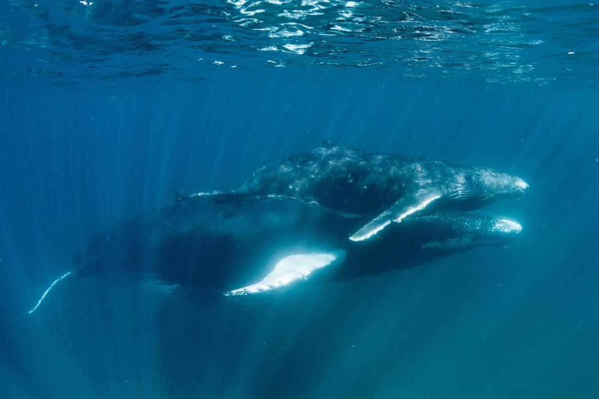 海の水中を泳ぐクジラ