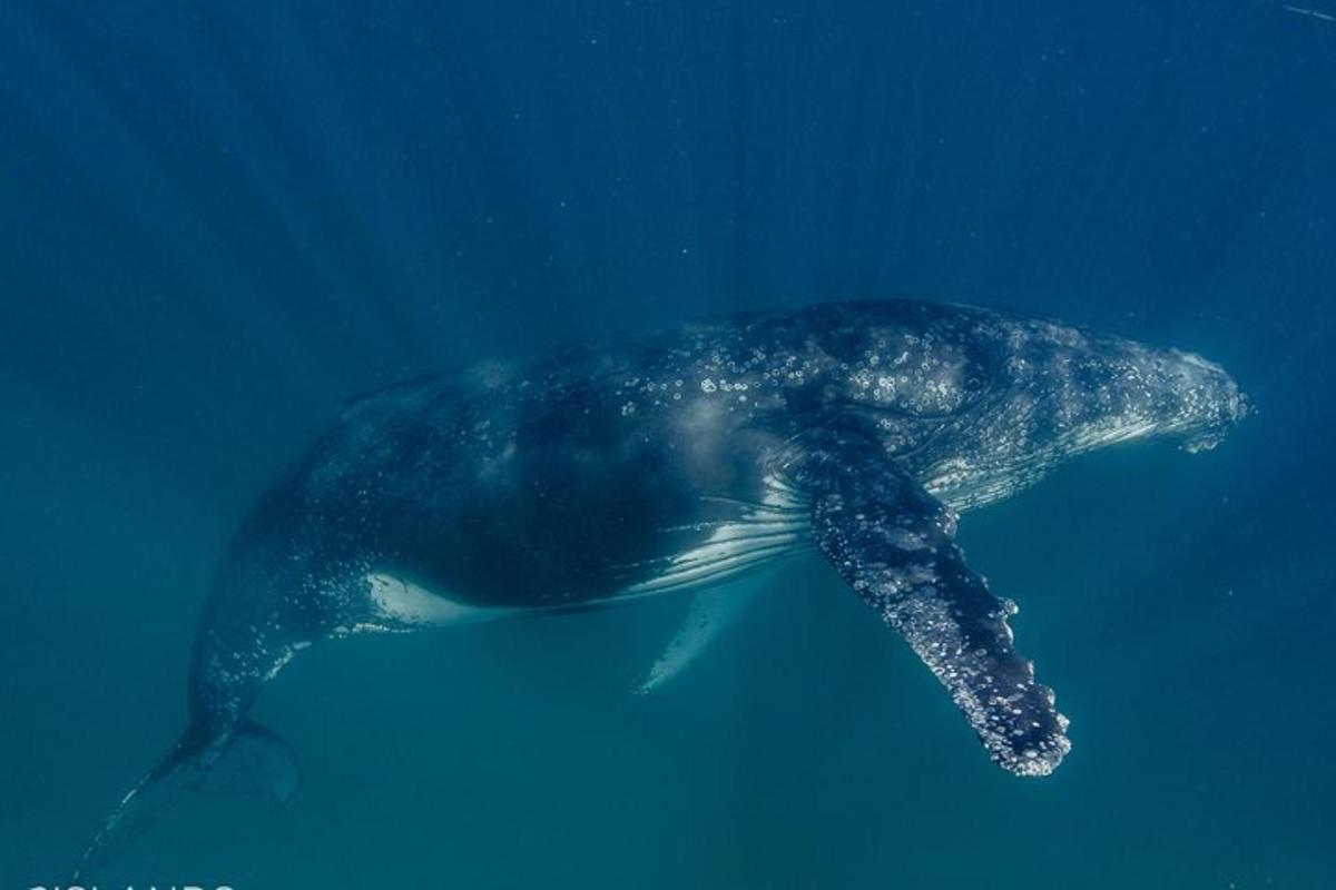 水中を泳ぐシロナガスクジラ