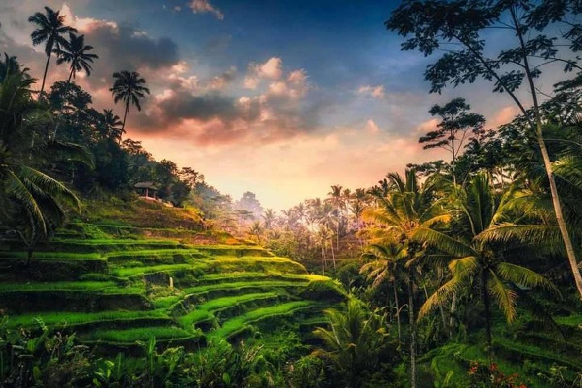padang hijau yang subur dengan pokok palma di atas bukit