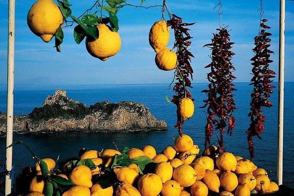 hromada citronů visící ze stromu vedle oceánu