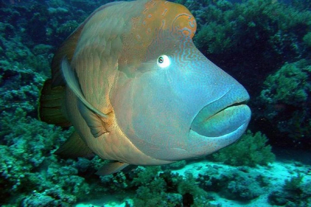 un pește mare cu gura deschisă în ocean