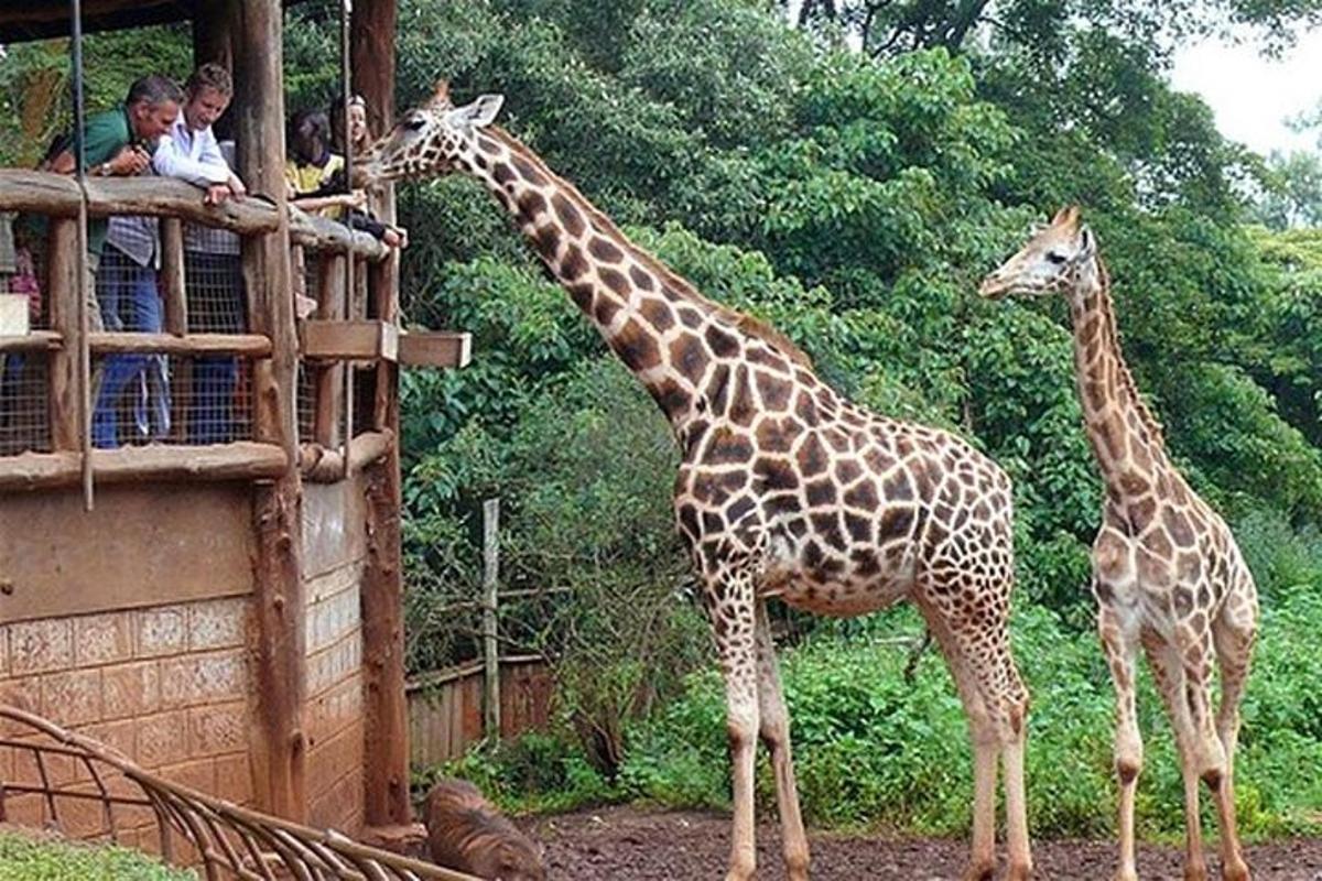 two giraffes standing next to a crowd of people