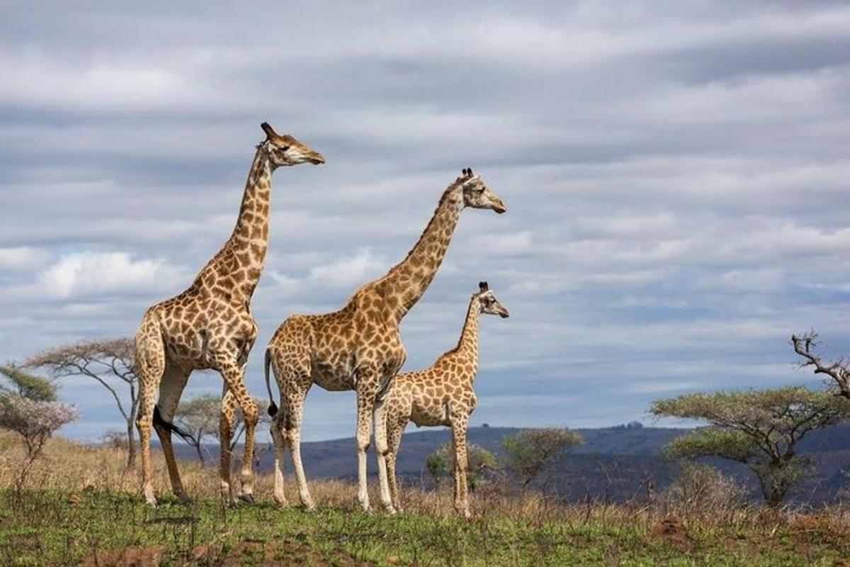 a group of giraffes standing in a field
