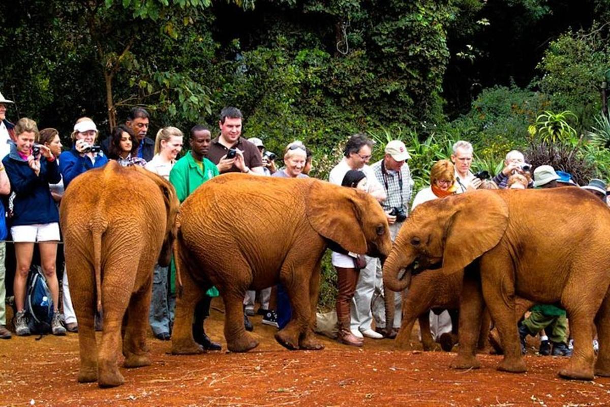 a group of people looking at two baby elephants