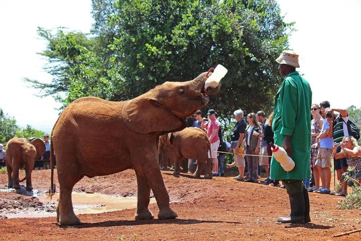 un uomo che nutre un cucciolo di elefante da un biberon