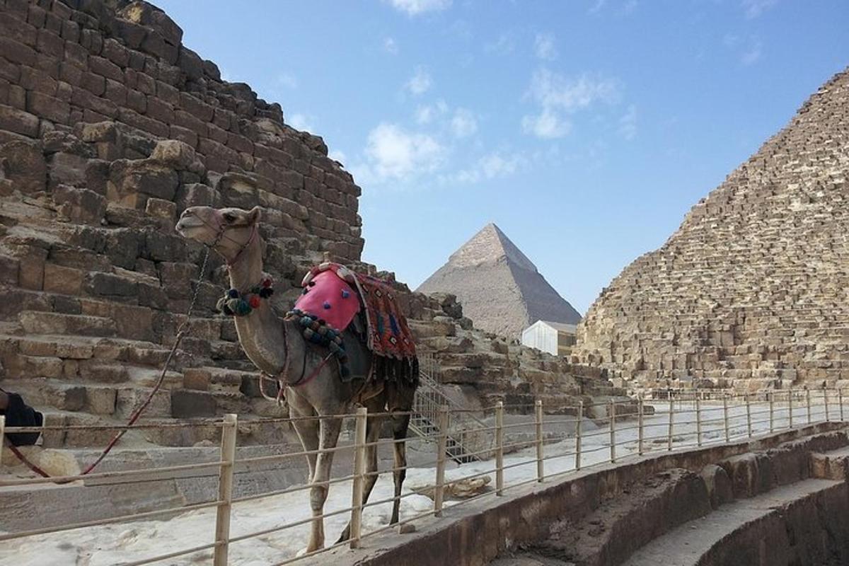 velbloud stojící před pyramidami