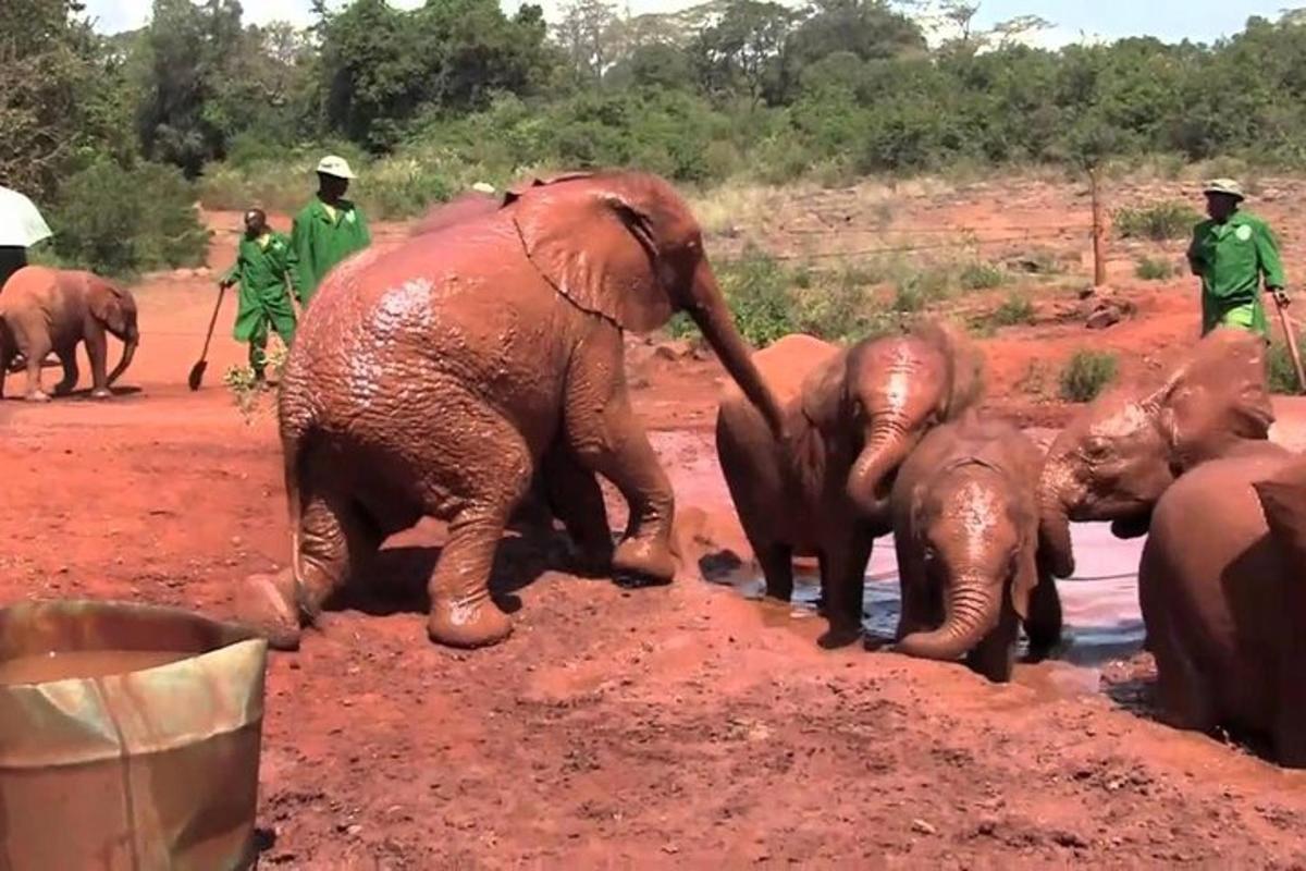 um grupo de elefantes em pé ao lado de um poço de água