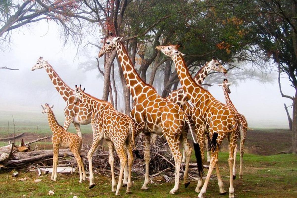 um grupo de girafas em pé ao lado de uma árvore