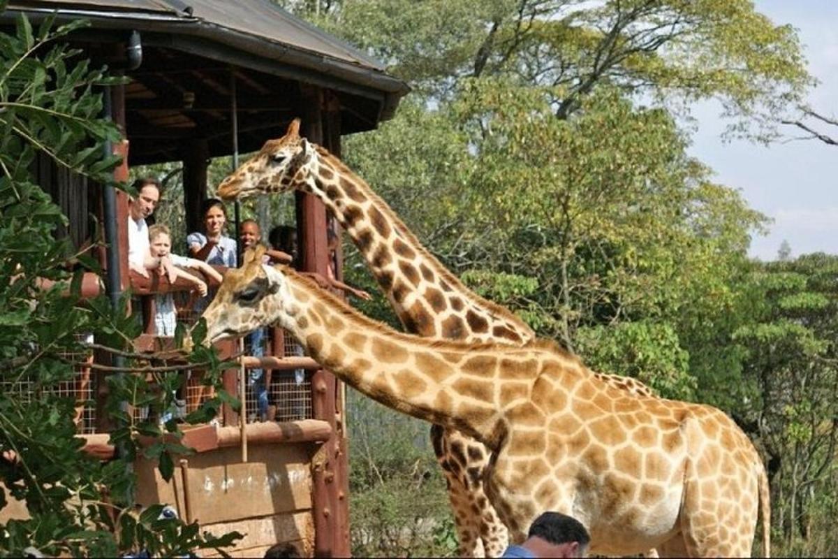 duas girafas em pé em frente a uma plataforma com pessoas