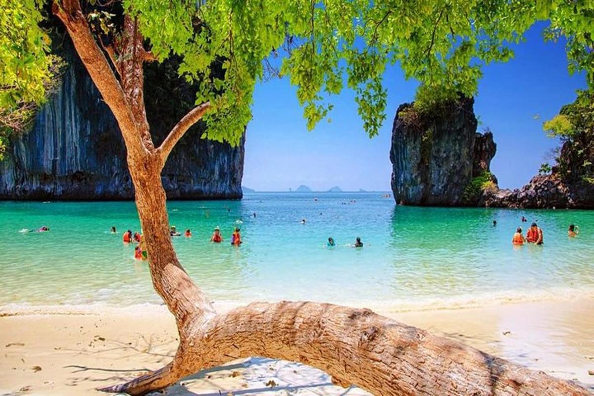 Un árbol en una playa con gente en el agua.