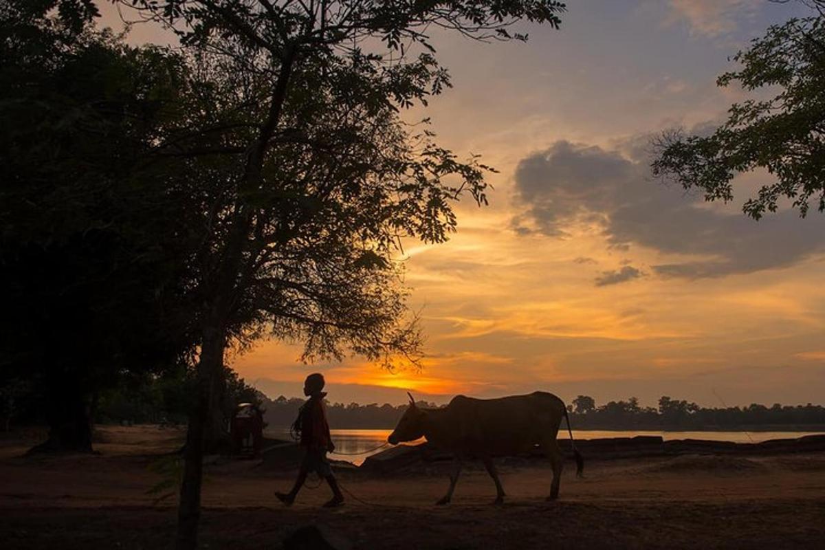 a person walking a cow in front of a sunset