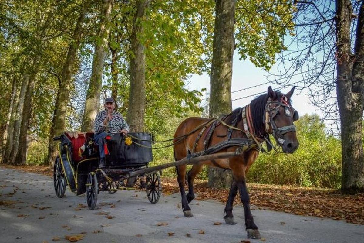 muž jedoucí po silnici v kočáře taženém koňmi