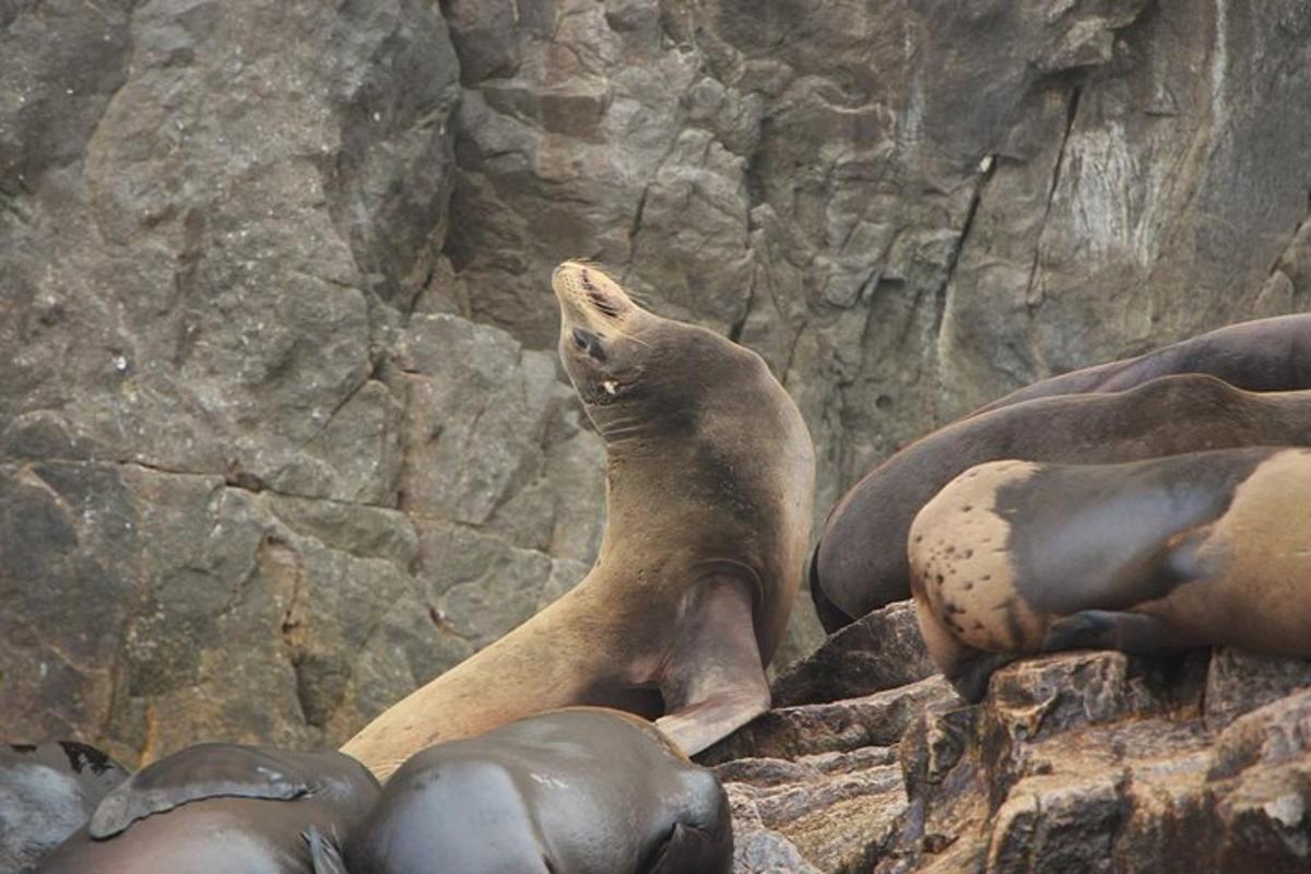 a seal standing on the rocks with its head up