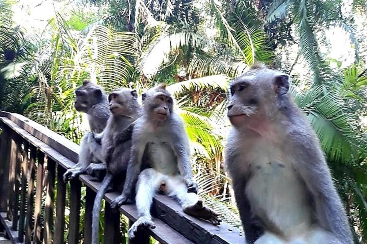 Un grupo de monos sentados en una valla