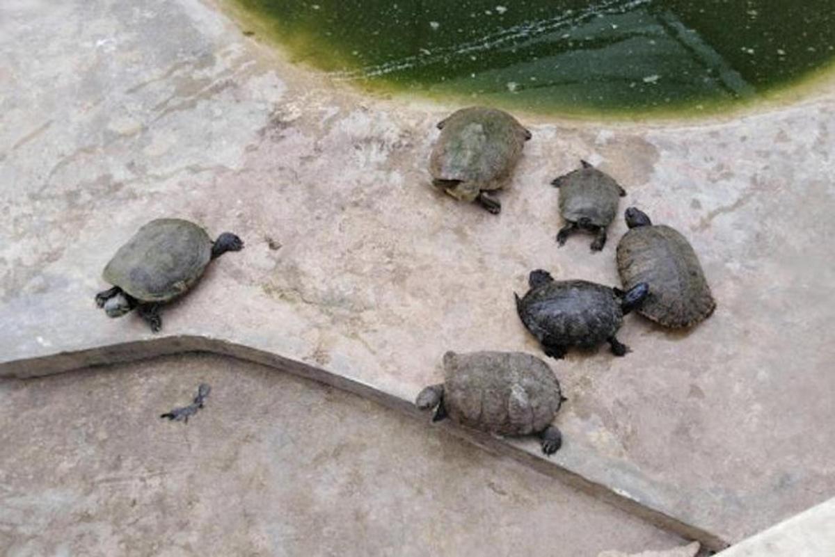 eine Gruppe kleiner Schildkröten, die auf dem Boden laufen