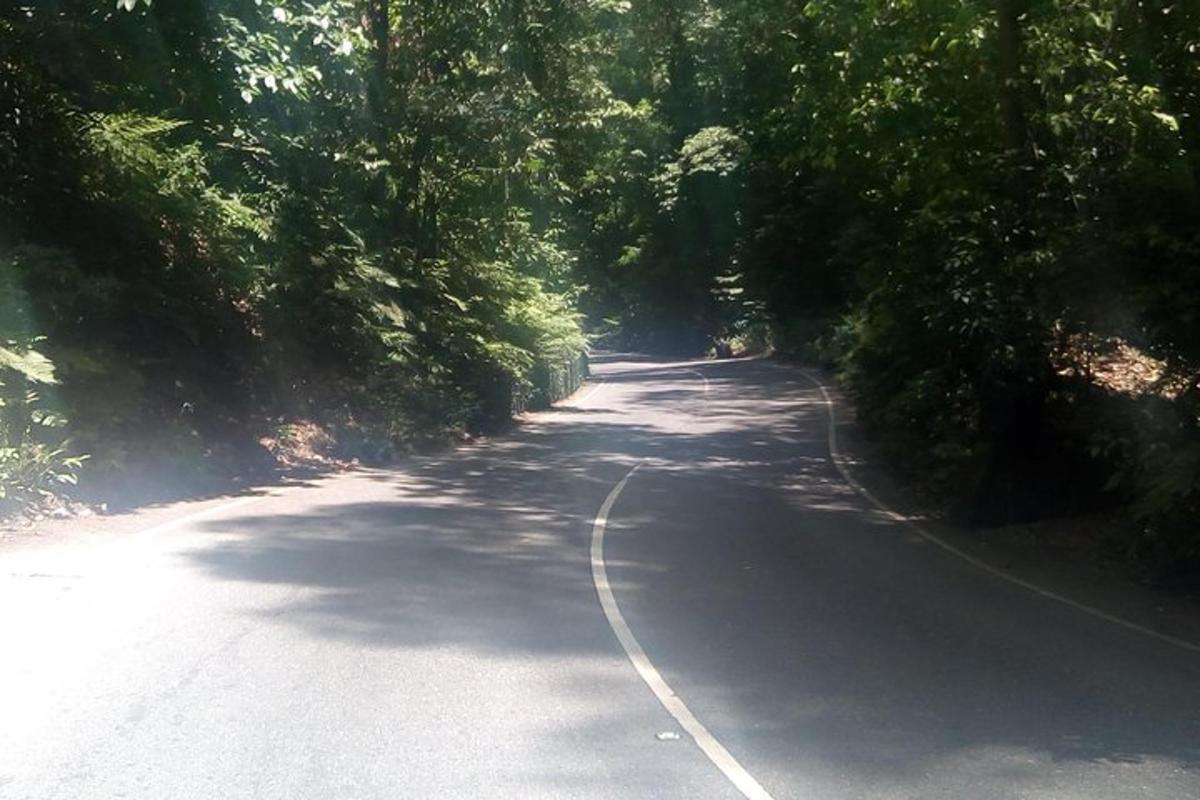 Un camino con árboles a los lados